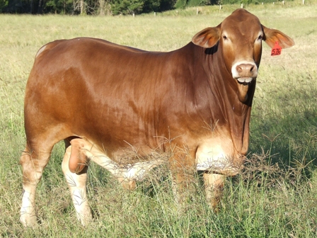 Bryvonlea Montezuma